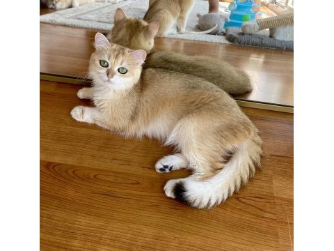 Şecereli british shorthair yetişkin dişi