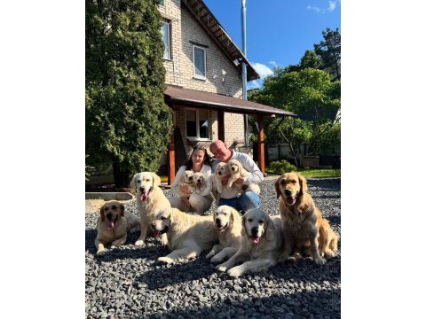 Golden retriever adrese teslim kapıda ödeme yapabilirsiniz