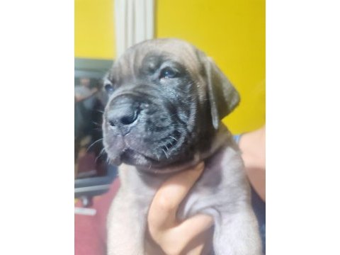 Safkan italyan fawn dişi cane corso