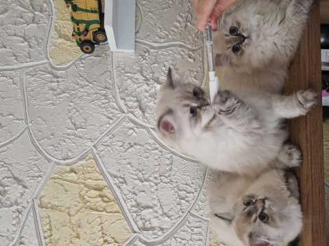 Yavru bebekler british longhair