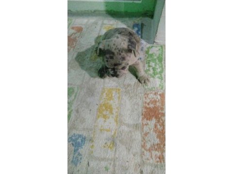 Sağlıklı yavrular hepsi birbirinden sevimli french bulldog