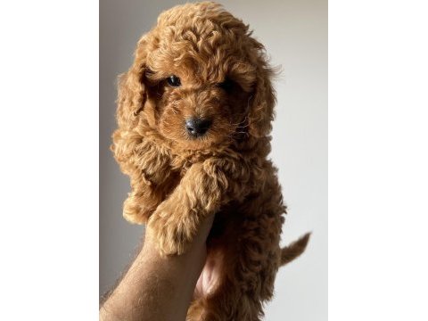 Toy poodle yavrularımız yeni yuvalarını arıyor