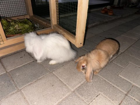 5 aylık hollanda lop tavşanı
