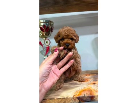 Kore toy poodle teacup