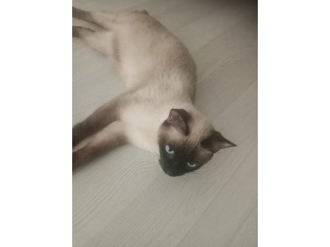 Siyam kedisi dişi