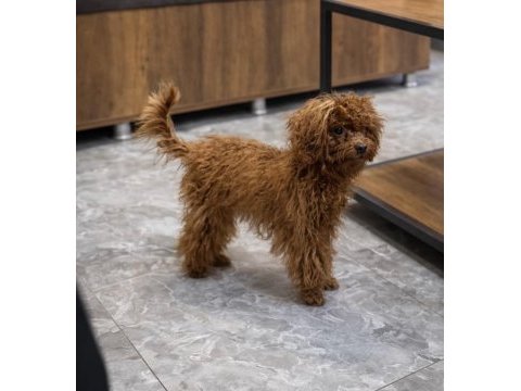 Kore poodle küçük ırk