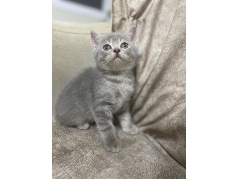 British shorthair silver