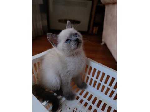 British shorthair yavrularımız