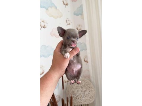 Irk ve sağlık garantili a kalite evraklı mini şivava