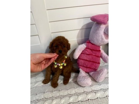 Toy poodle yavrularımız kilo garantili