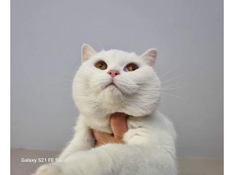 12 aylık dişi british shorthair