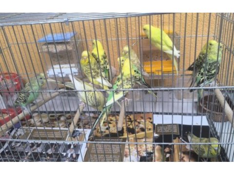 3 aylık yavru muhabbet kuşları