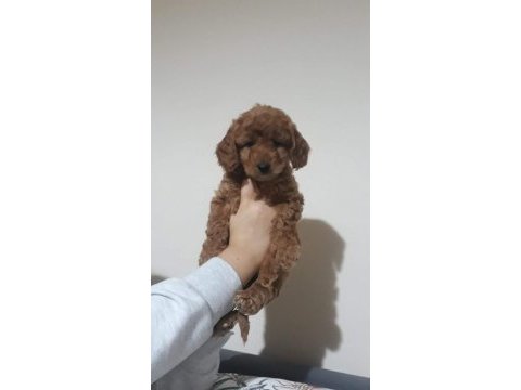 Red brown toy poodle yavrular