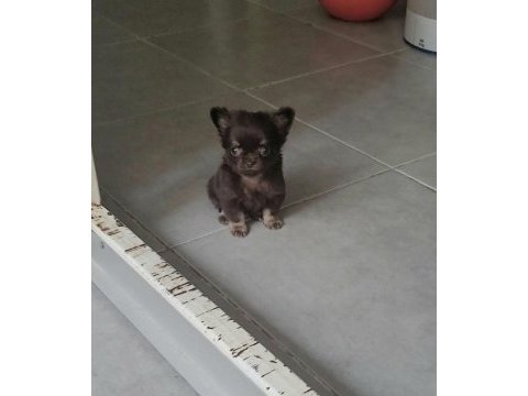 Teacup chihuahua yavrular