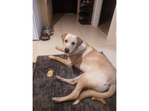 Labrador köpeğimiz