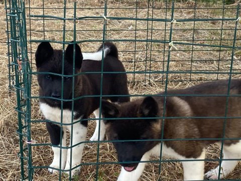Akita yavrularımız 2 aylık
