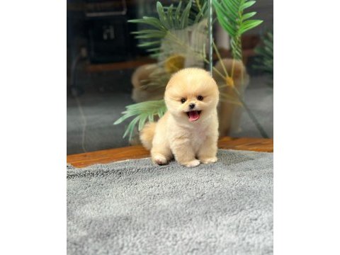 Sevimli minik pomeranian dostlarımızı görmek ister misiniz?