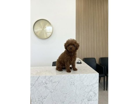 5 aylık dişi teacup poodle üst kalite kore pasaportlu
