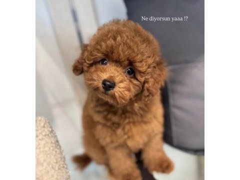 Toy boy poodle 0 beden bebekler