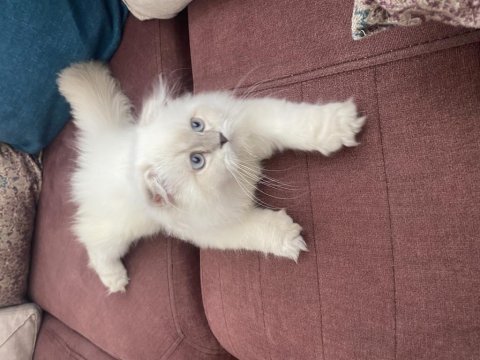 British longhair 5 aylık yavru