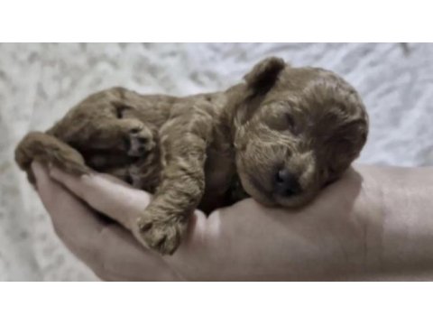 Toy poodle köpeğim