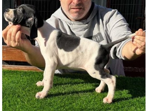 Scr li 10 numara pointer av köpekleri