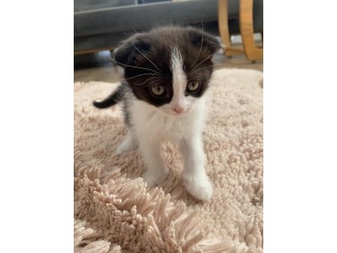 Scottish fold yavrular