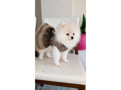 Karbeyaz dişi çok oyuncu ve sağlıklı pomeranian
