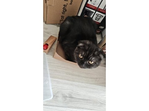 Scottish fold 6 aylık