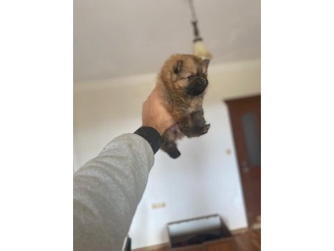 Pomeranian boo minyatür