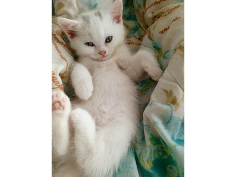 Baba ns1133 anne scottish fold