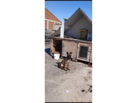 Kayseri belçika malinois dişi