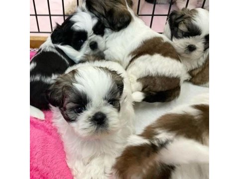 Irk garantili shih tzu yavruları