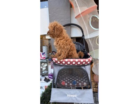 Bebek arabası ücretsiz toy poodle