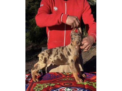 Türkiyede ilk ve tek özel renk doberman yavrular