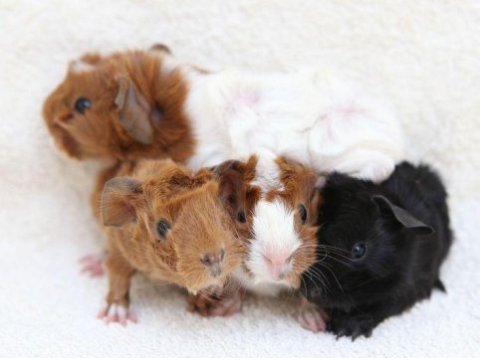Guineapig yavrular aynı gün set halinde teslim edilir