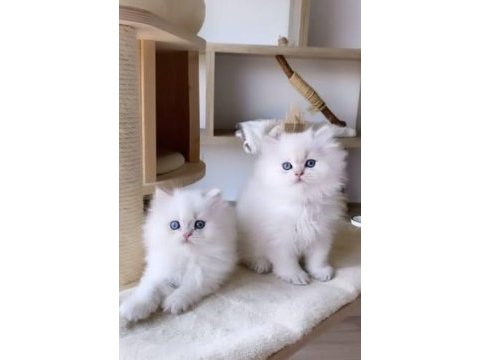 British scottish longhair yavrularımız teslime hazır