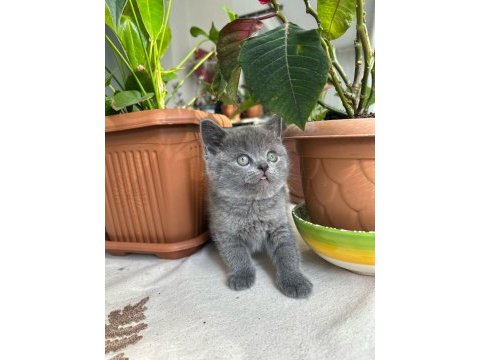 British shorthair küçük prenses