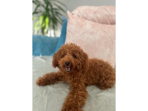5 aylik erkek toy poodle. 5month old poodle