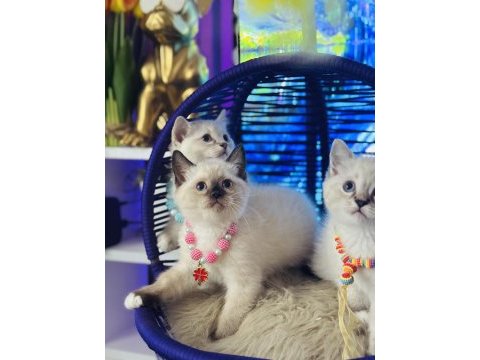 British shorthair point bebekler