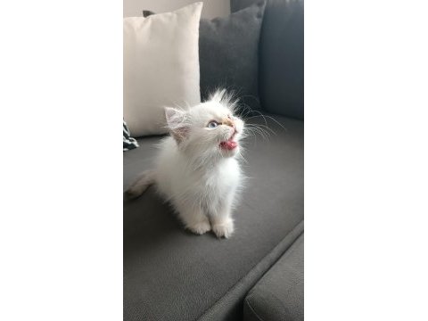 Mükemmel british longhair erkek