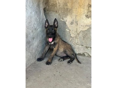Belçika malinois köpeğimiz