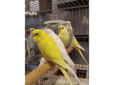 Bebek muhabbet kuşlar erkek ve dişi rengârenk
