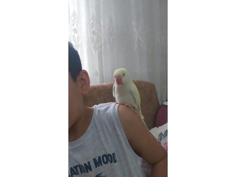 Full evcil pakistan papağanı