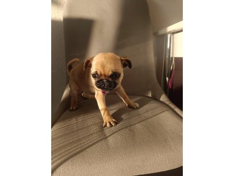 Yavru pug köpeği dişi 2 aylık