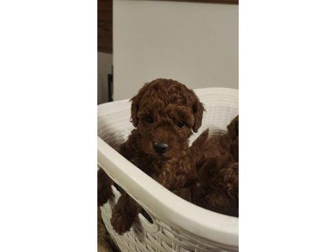 Gerçek a kalite toy poodle yavrular