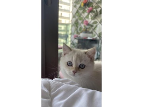 British longhair kedimiz için açıklamayı okuyunuz