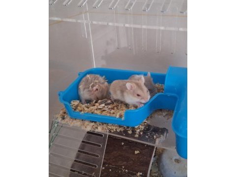 Ele alışık, sağlıklı gonzales hamster yavruları