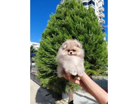 Minik pomeranian ayıcık yeni ailesini beklemektedir