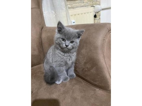 British longhair yavrularımız yeni yuvasını arıyor